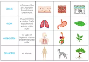 Vorschau - Spiele - Organisationsstufen – 4x Aktivitäten und Spiele - Seite 3