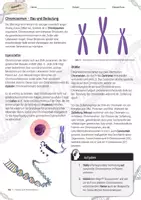 Vorschau - Arbeitsblätter - Chromosomen - Bau und Bedeutung / Genetik - AB & Lösungen - Seite 1