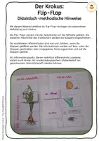 Vorschau - Arbeitsblätter - Krokus - Flip-Flap - Teile der Pflanze - Frühblüher - Seite 1