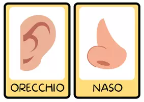 anteprima - Flashcard - Flashcard: Parti del corpo + Scala del dolore - Pagina 1