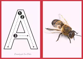 anteprima - Esercizi - Lettere maiuscole (eBook) - Pagina 1