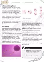 Vorschau - Arbeitsblätter - Die Keimzellenbildung - Meiose / Genetik - AB & Lösungen - Seite 1