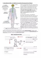 Vorschau - Arbeitsblätter - Einstieg Neurobiologie: Ball fangen und werfen - Seite 1