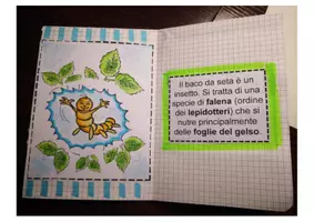 anteprima - Flashcard - La farfalla della seta: il baco - Pagina 2