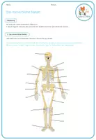 Vorschau - Arbeitsblätter - Knochen und Skelett - Arbeitsblatt - Seite 1