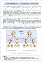 Vorschau - Arbeitsblätter - Fehlverteilungen der Chromosomen in der Meiose - Nondisjunctions - Seite 3