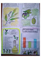 anteprima - Materiale per pittura e bricolage - Kit: L'olio d'oliva - Pagina 2