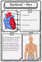 Vorschau - Unterrichtsreihen - Lesetext und Steckbrief zum Herz Klasse 2, 3, 4 - Deckblatt