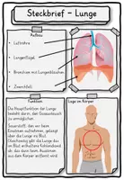 Vorschau - Stundenentwürfe - Steckbrief und Lesetexte Lunge Klasse 2, 3, 4 - Deckblatt