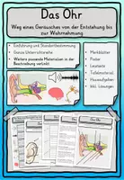 Vorschau - Stundenentwürfe - Alle Sinnesorgane Auge, Nase, Ohr, Zunge, Haut Klasse 2-4 - Deckblatt