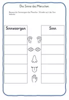 Vorschau - Stundenentwürfe - Der Mensch, Körper Sinne Experimente Klasse 1,2,3,4 - Seite 3