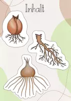 Vorschau - Stundenentwürfe - Tafelbild: Die Speicherorgane der Frühblüher: Zwiebel, Knolle & Wurzelstock - Seite 2