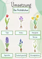 Vorschau - Stundenentwürfe - Tafelbild: Die Frühblüher - Seite 3