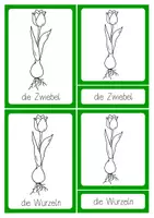 Vorschau - Stationenlernen - Nomenklaturkarten TULPE zum Selbstausmalen - Deckblatt