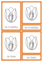 Vorschau - Stationenlernen - Nomenklaturkarten BLÜTE (Tulpe) zum Selbstausmalen - Seite 1