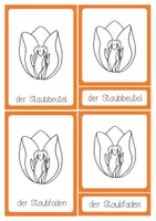 Vorschau - Stationenlernen - Nomenklaturkarten BLÜTE (Tulpe) zum Selbstausmalen - Seite 2