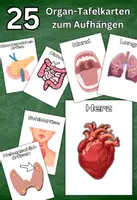 Vorschau - Präsentationen/Tafelbilder - 25 Tafelkarten menschlicher Organe - zum Ausschneiden und Aufhängen - Deckblatt