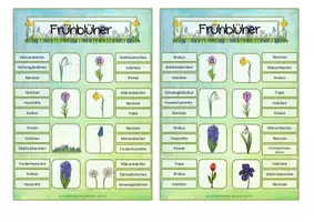 Vorschau - Arbeitsblätter - Materialpaket Frühblüher (inkl. Tafelmaterial) - Seite 1