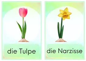 Vorschau - Poster - Frühblüher - Bildkarten - Fotokartei - Seite 2