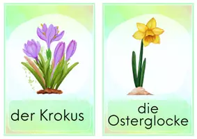 Vorschau - Poster - Frühblüher - Bildkarten - Fotokartei - Seite 3