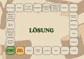 Vorschau - Spiele - Brettspiel zum Thema Bäume (Laub- und Nadelbäume) - Seite 2