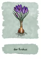 Vorschau - Stundenentwürfe - Frühblüher - Lernheft fächerübergreifend - Wortspeicher, Visualisierungen - Seite 2