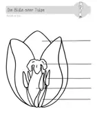 Vorschau - Arbeitsblätter - Die Blüte einer Tulpe (AB) - Deckblatt