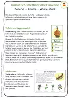 Vorschau - Arbeitsblätter - Frühblüher - Speicherorgane - Wurzel - Zwiebel - Knolle - Seite 2