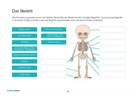 Vorschau - Arbeitsblätter - Die Kleinen Checker® – Körper - Seite 2