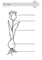 Vorschau - Arbeitsblätter - Tulpe_AB - Deckblatt