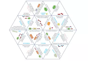Vorschau - Spiele - Dissimilation: Gärung – Dreieck Domino Spiel (Abitur) - Seite 1