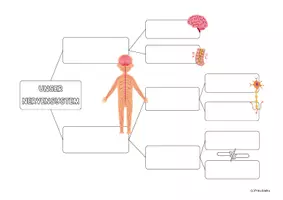 Vorschau - Arbeitsblätter - Arbeitsblatt Aufbau des Nervensystems - Seite 2