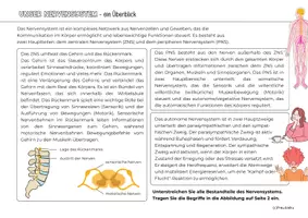 Vorschau - Arbeitsblätter - Arbeitsblatt Aufbau des Nervensystems - Seite 3