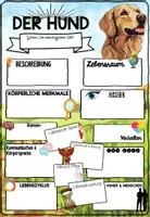 Vorschau - Stationenlernen - Hunde Steckbrief | Haustiere - Säugetiere Projekt - Seite 3