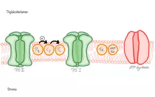 Vorschau - Mal- und Bastelvorlagen - Legeschema Oberstufe Biologie zur Primärreaktion der Fotosynthese - Seite 1