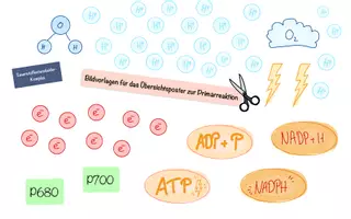 Vorschau - Mal- und Bastelvorlagen - Legeschema Oberstufe Biologie zur Primärreaktion der Fotosynthese - Seite 2