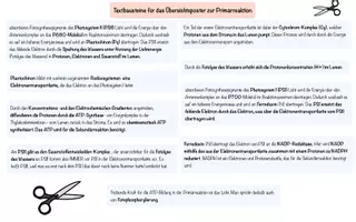 Vorschau - Mal- und Bastelvorlagen - Legeschema Oberstufe Biologie zur Primärreaktion der Fotosynthese - Seite 3