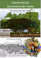 Vorschau - Stationenlernen - Übersichtsblatt - Stockwerke der Hecke - Deckblatt