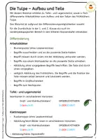 Vorschau - Arbeitsblätter - Die Tulpe - Arbeitsblätter - Legematerial - Klettmappen inkl. Anybook Pro - Seite 1