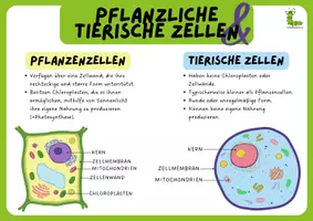 Vorschau - Arbeitsblätter - Materialpaket Pflanzliche- & Tierische Zellen 🌿🐾 - Seite 1