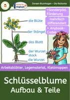 Vorschau - Arbeitsblätter - Schlüsselblume - Materialpaket Frühblüher - Seite 1