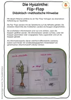 Vorschau - Arbeitsblätter - Hyazinthe - Materialpaket (mit sonderpädagogischer Förderung) - Seite 2
