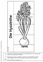 Vorschau - Mal- und Bastelvorlagen - Hyazinthe - Flip-Flap - Teile der Pflanze mit differenzierten Lesetexten (auch für sonderpädagogische Förderung) - Seite 3