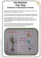 Vorschau - Mal- und Bastelvorlagen - Narzisse - Flip-Flap - Teile der Pflanze mit differenzierten Lesetexten (auch für sonderpädagogische Förderung) - Seite 1