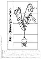 Vorschau - Arbeitsblätter - Schneeglöckchen - Flip-Flap - Teile der Pflanze mit differenzierten Lesetexten (auch für sonderpädagogische Förderung) - Seite 3