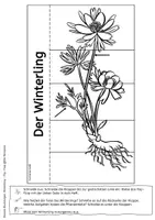 Vorschau - Mal- und Bastelvorlagen - Winterling - Flip-Flap - Teile der Pflanze mit differenzierten Lesetexten (auch für sonderpädagogische Förderung) - Seite 3