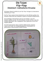 Vorschau - Mal- und Bastelvorlagen - Tulpe - Flip-Flap - Teile und Aufgaben der Pflanze mit differenzierten Lesetexten (auch für sonderpädagogische Förderung) - Seite 1