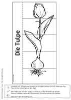 Vorschau - Mal- und Bastelvorlagen - Tulpe - Flip-Flap - Teile und Aufgaben der Pflanze mit differenzierten Lesetexten (auch für sonderpädagogische Förderung) - Seite 3