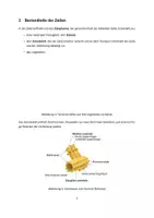 Vorschau - Unterrichtsreihen - Zellbiologie 1 & 2 mit Tests - Seite 2