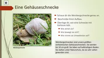 Vorschau - Arbeitsblätter - Schnecken zum Selbstlernen - Seite 3